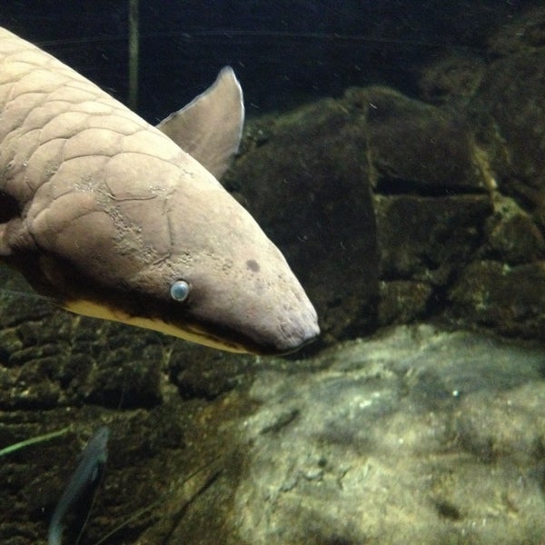 Foto scattata a National Zoo &amp; Aquarium da Hendy O. il 7/10/2015
