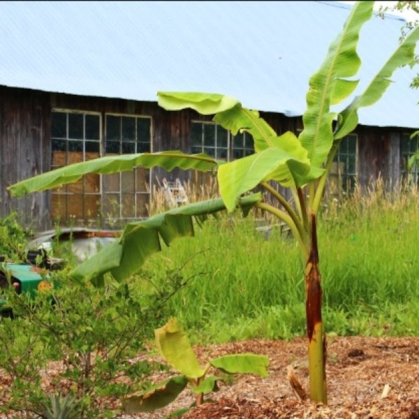 Green Barn Nursery 1 Visitor