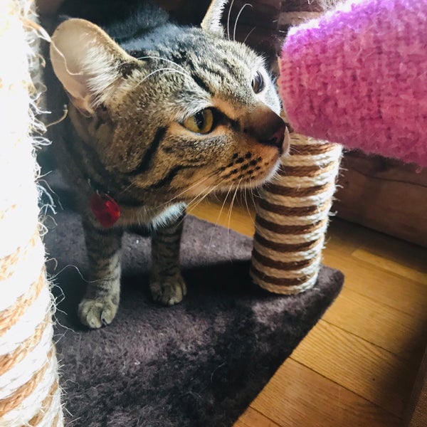 保護猫ホーム カフェ ねこらぼ Cafe Em 安城市