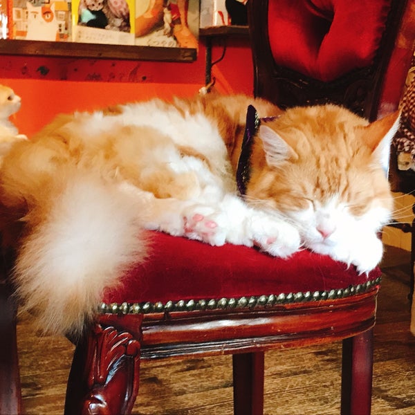 Photos At 猫カフェ 猫音 にゃおん Pet Cafe In Osaka