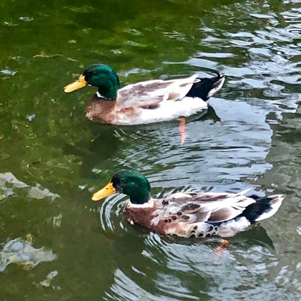 Photo prise au Golden Key Bördübet par Engin Ü. le6/4/2019