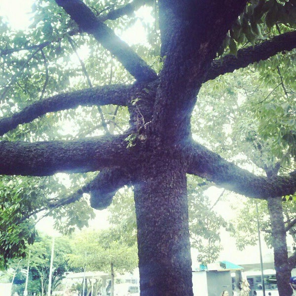 Fotos em Praça Alfredo Egydio de Sousa Aranha Jabaquara São Paulo, SP Fotos em Praça Alfredo Egydio de Sousa Aranha Jabaquara São Paulo, SP