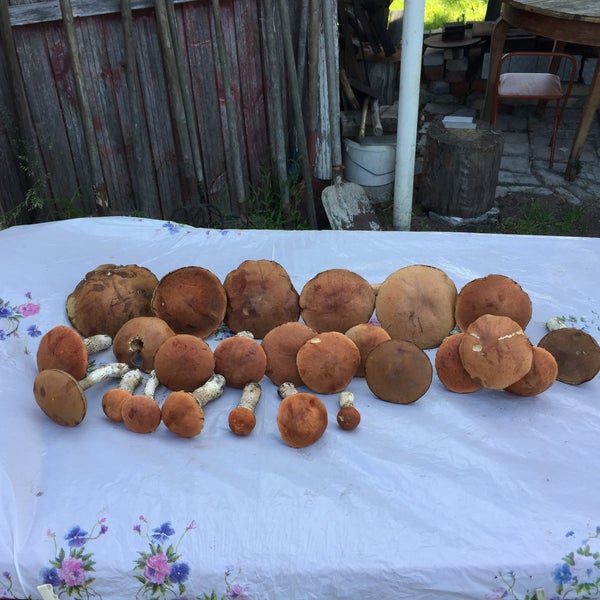 Елисеевский грибочки