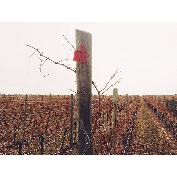 3/13/2014にField GuideがHester Creek Estate Wineryで撮った写真