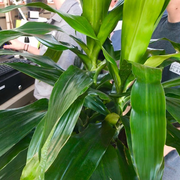 American Plant Garden Center In Bethesda