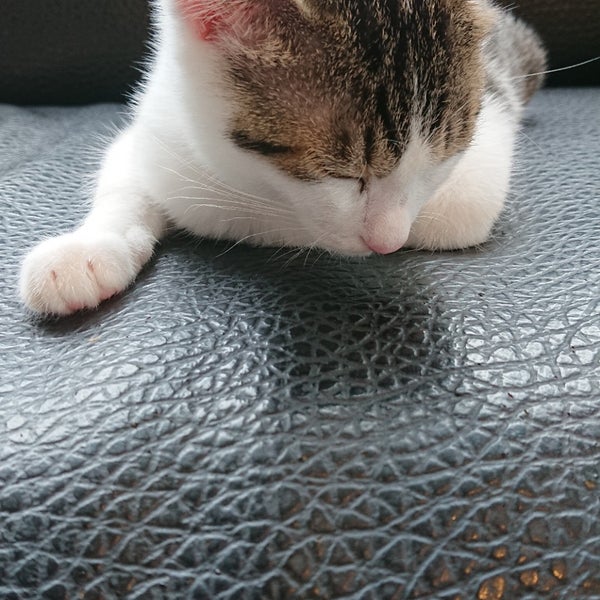 Foto Di 猫カフェgato 山口市 山口県 Foto Di 猫カフェgato 山口市 山口県