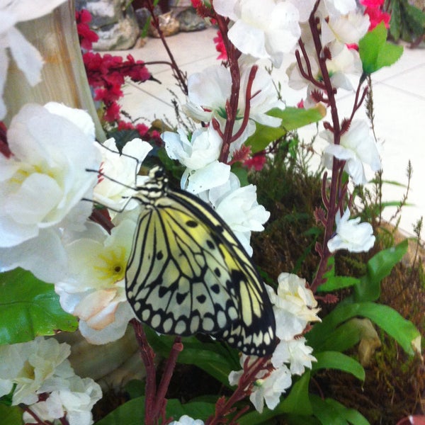 Снимок сделан в Музей живых бабочек «Тропический рай» пользователем Svetlana R. 11/19/2014