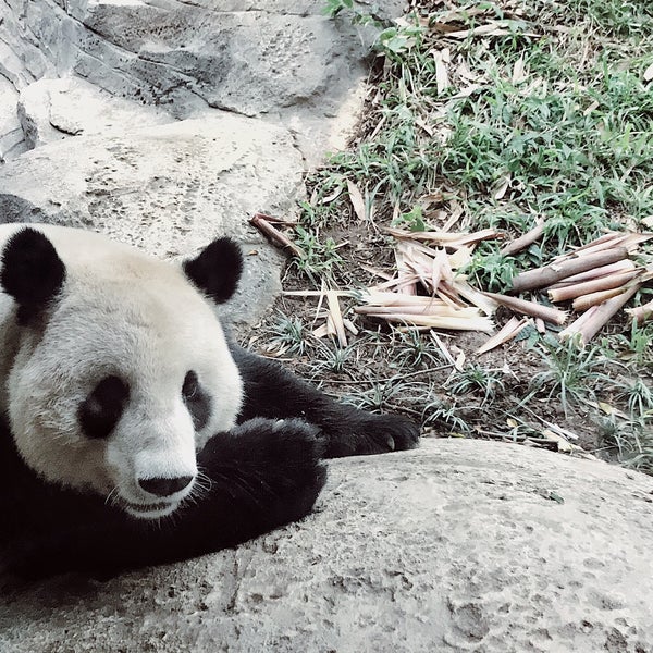 детский центр панда хабаровск. кальян бар панда. детский центр панда хабаровск. клиника панда. панда центр вологда.