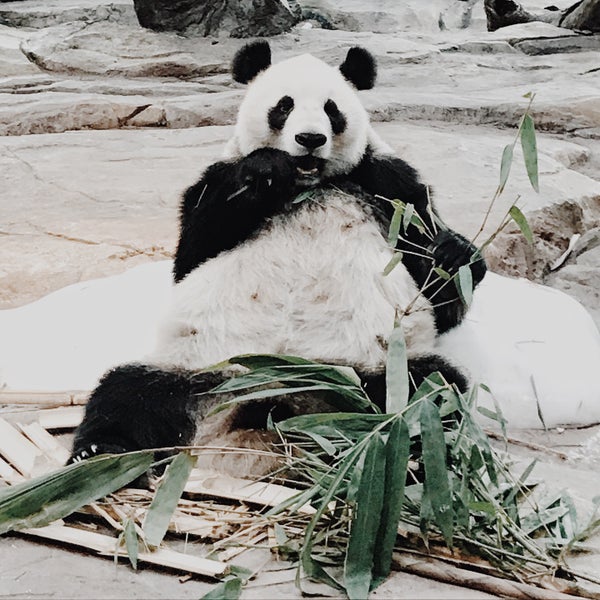 панда центр вологда