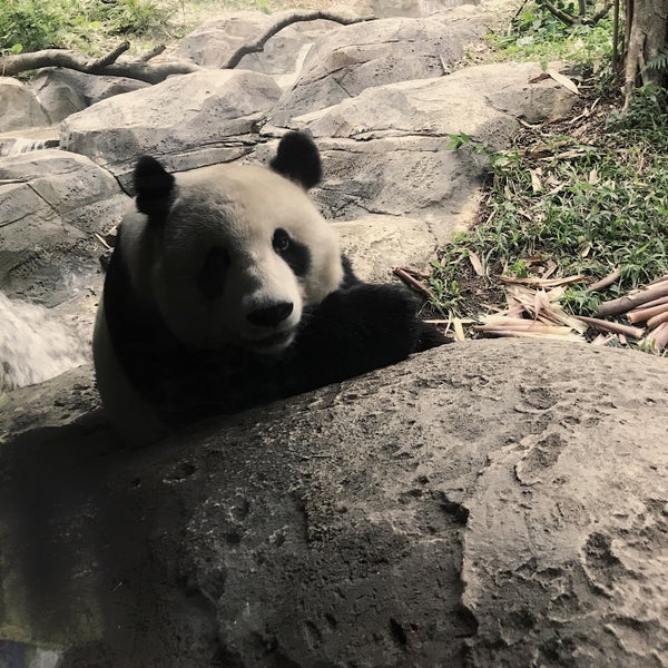 панда центр вологда