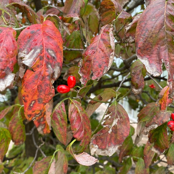 杏林大学病院前バス停 三鷹 新川6 Da Fotograflar