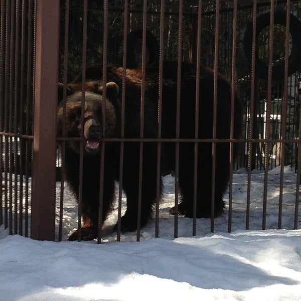 Бисерово спортинг спортивно охотничий. Полигон Бисерово. Мини зоопарк Медведево. Стрелковый клуб Бисерово какие звери есть в их зверинце.