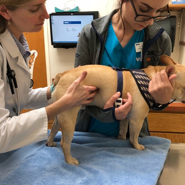 vca almaden veterinary