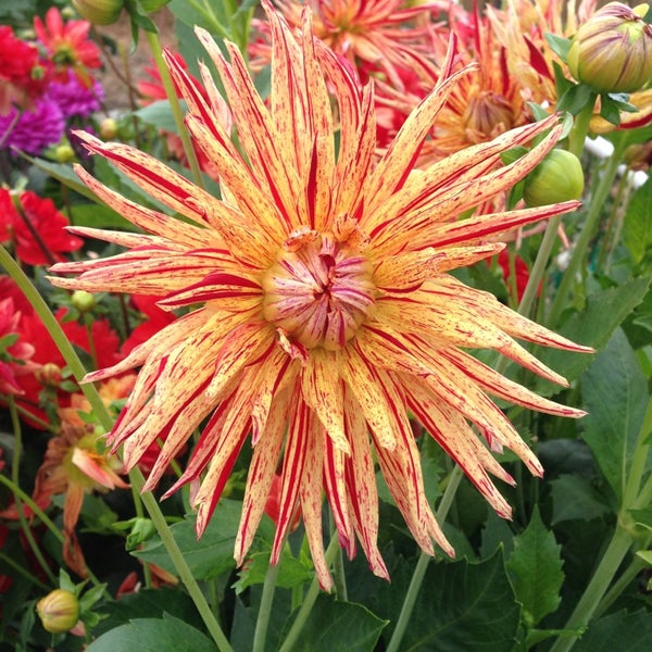 Queen Anne PPatch Garden in Seattle