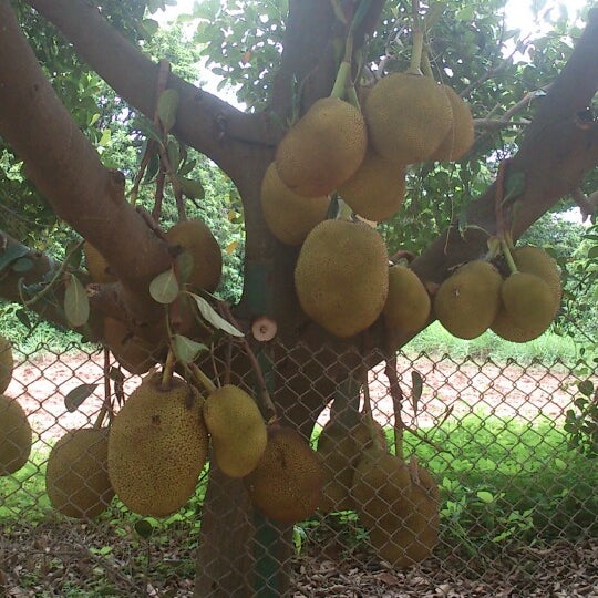 GKVK Botanical Garden Garden in Bangalore