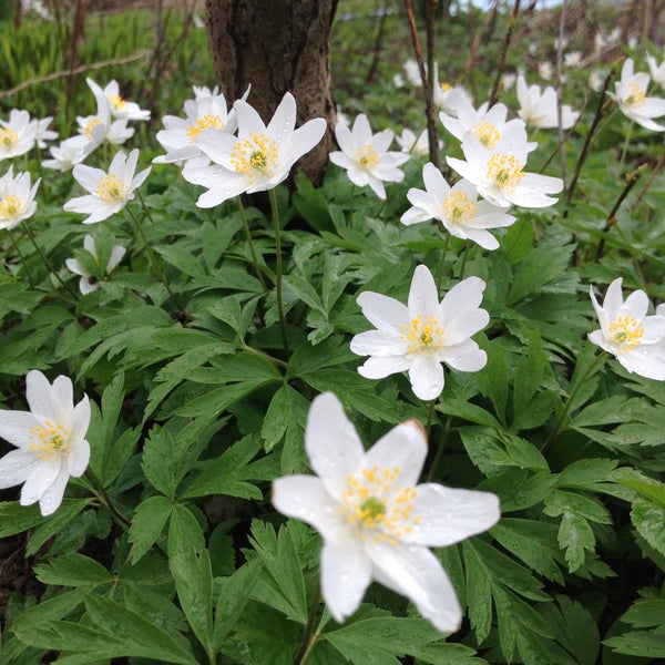 Dacha duba. Пергола стиль аданат. Дизайнерские решения для сада. Ландшафты дачных участков. Дача в чарваке.
