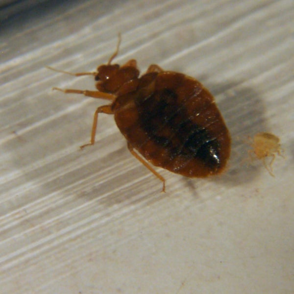 Northeastern Exterminating - Marine Park - 8 tips