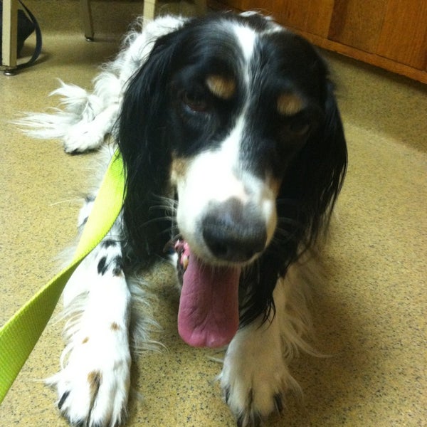 Winfield Veterinary Hospital Veterinario