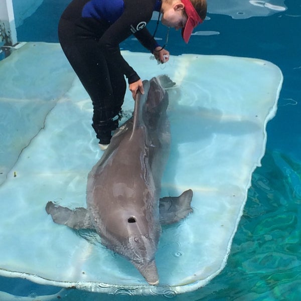 Photo taken at Winter&#39;s Dolphin Tale Adventure by Kyle S. on 6/2/2014