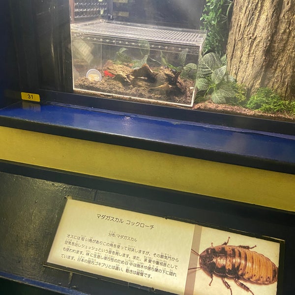 Photos At としまえんのもり 昆虫館 Now Closed 向山3 25 1