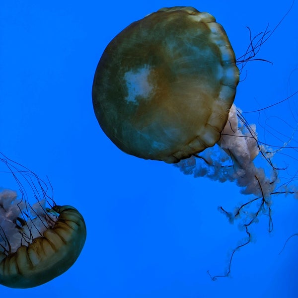 Foto scattata a National Aquarium da MONIQUE I. il 5/30/2022