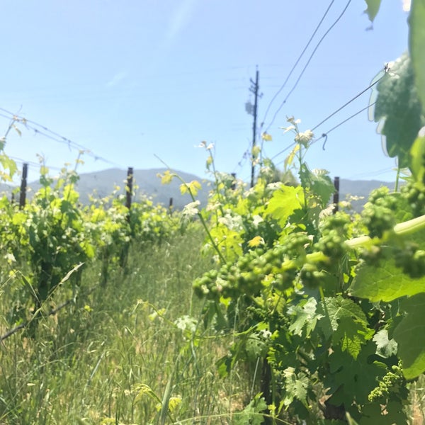 5/8/2017 tarihinde Ville K.ziyaretçi tarafından Raymond Vineyards'de çekilen fotoğraf