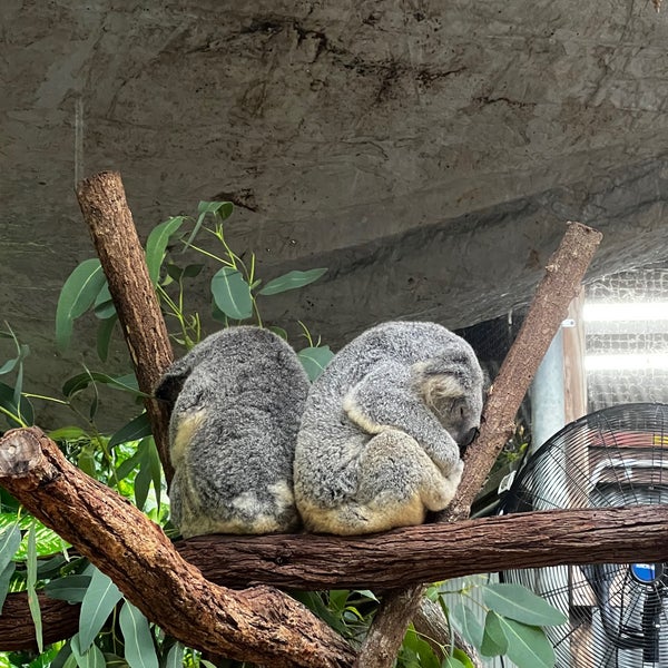 Foto tomada en Kuranda Koala Gardens  por Mia V. el 3/29/2024