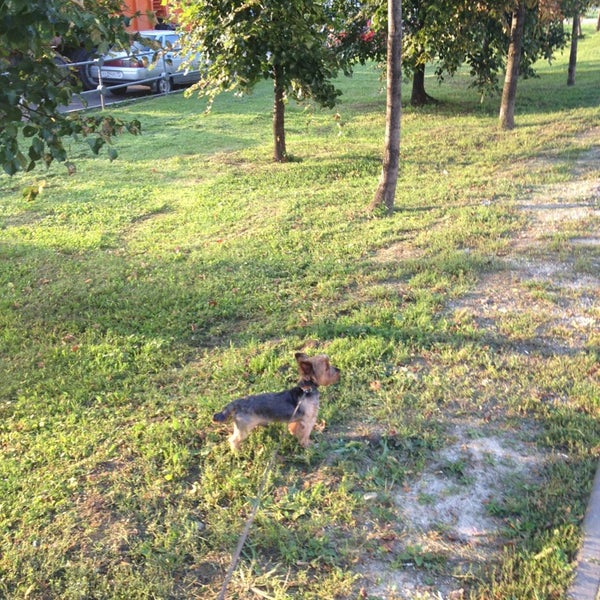 Памятник на аллее друзей новосибирск. Памятник собаке лайке в москве. Аллея собака. Прогулка с собакой осень. Памятник пограничникам в пскове.