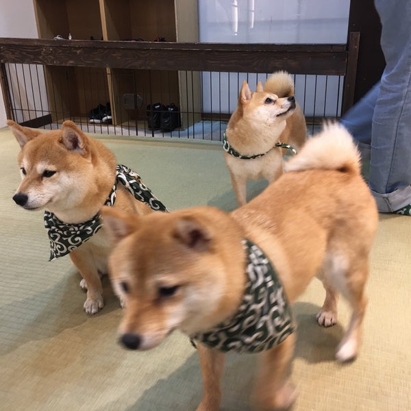 Photos At 豆柴カフェ 大阪店 道頓堀 大阪市 大阪府