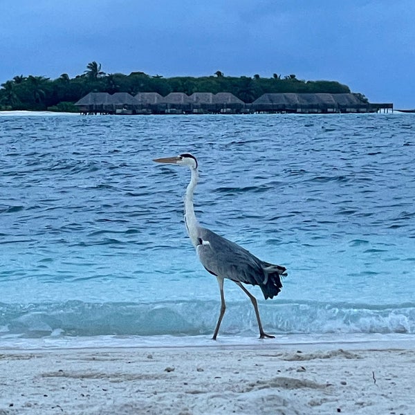 Foto diambil di Conrad Maldives Rangali Island oleh Jeff H. pada 11/25/2021