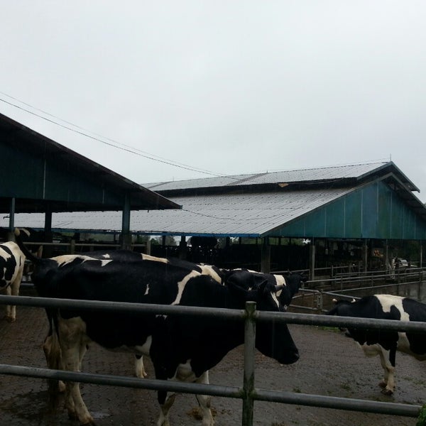 Foto Di Peternakan Sapi 2 Tips Dari 16 Pengunjung