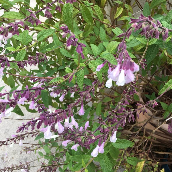 Ultimate Grounds Café in Oakland