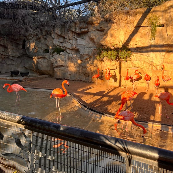 Foto diambil di San Antonio Zoo oleh S. pada 12/21/2021