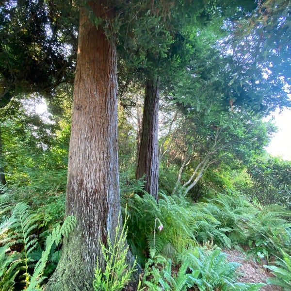 Photo taken at Mendocino Coast Botanical Gardens by Leonardo Tiberius ⛵ on 8/29/2020