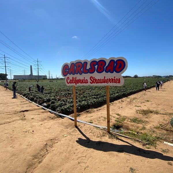 Photo taken at U-Pick Carlsbad Strawberry Co. by Max M. on 6/13/2020