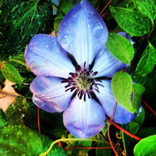 Photos At すし北野 Sushi Restaurant In 市ヶ谷 Photos At すし北野 Sushi Restaurant In 市ヶ谷