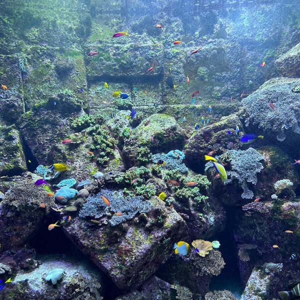 10/8/2023 tarihinde uosl!M 6.ziyaretçi tarafından The Lost Chambers Aquarium'de çekilen fotoğraf