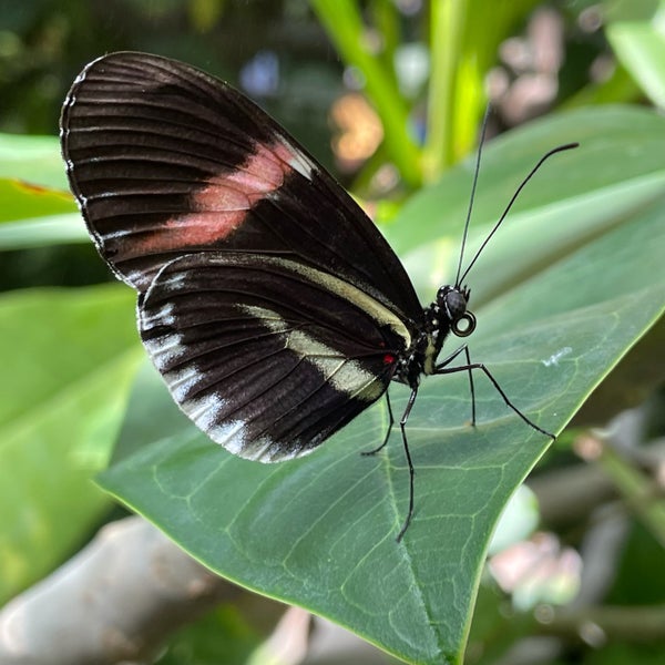8/13/2021 tarihinde Nate F.ziyaretçi tarafından Butterfly Pavilion'de çekilen fotoğraf