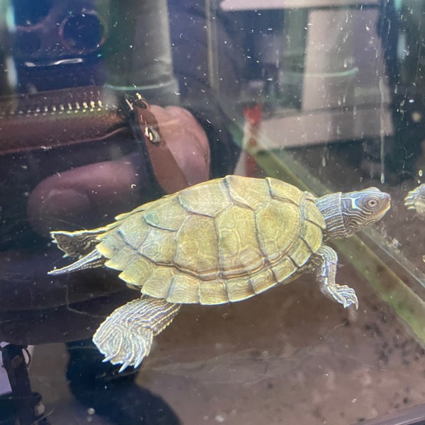 petco 3rd avenue brooklyn