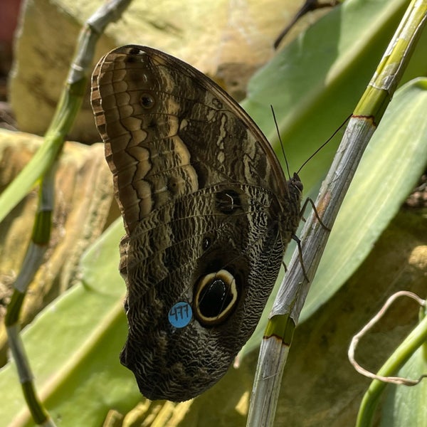 Photo taken at Butterfly Pavilion by Nate F. on 8/13/2021