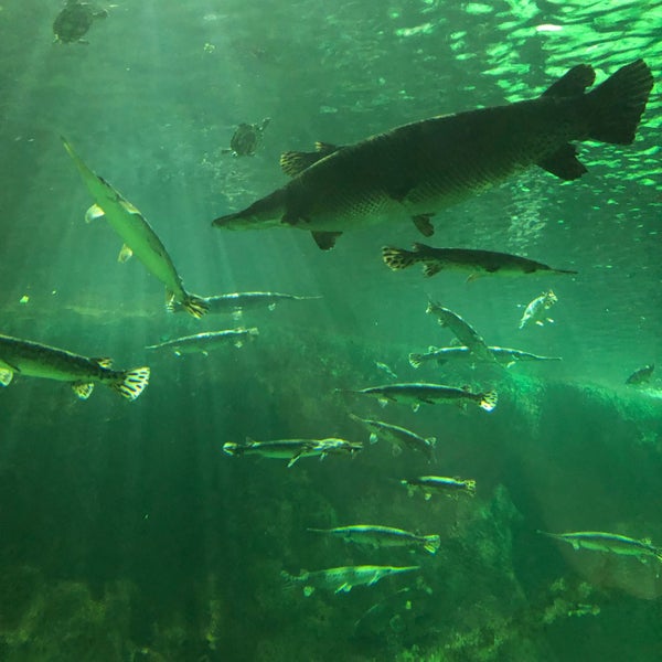 12/27/2018 tarihinde Nate F.ziyaretçi tarafından SEA LIFE Minnesota Aquarium'de çekilen fotoğraf