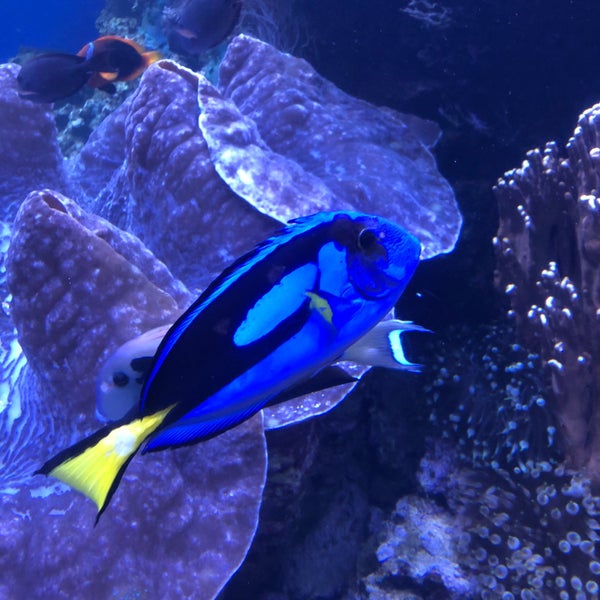 Photo taken at Waikiki Aquarium by Nate F. on 2/20/2020