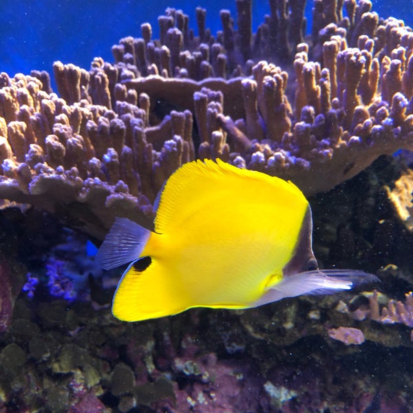 Photo taken at Waikiki Aquarium by Nate F. on 2/21/2020