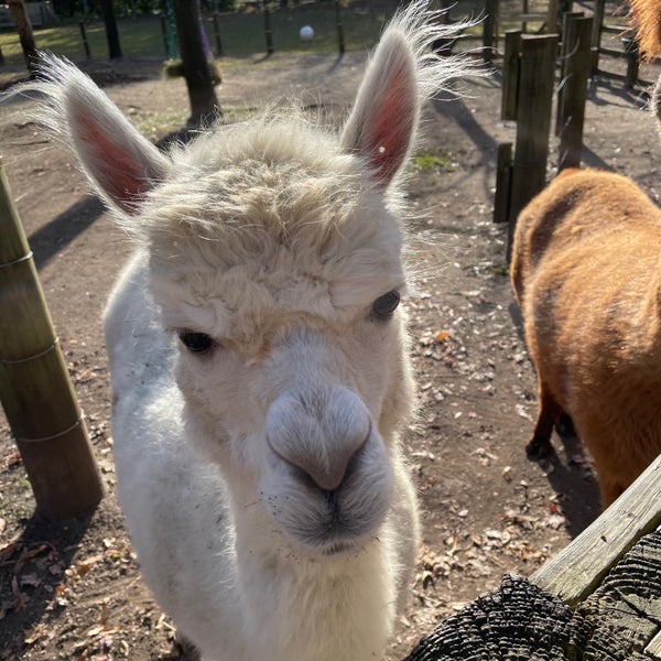 Domestic Animals Exhibit (Petting Zoo) Zoo Exhibit in Queens