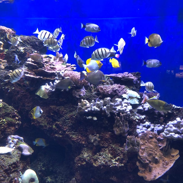 Photo taken at Waikiki Aquarium by Nate F. on 2/20/2020