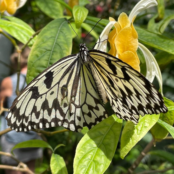 Foto tirada no(a) Butterfly Pavilion por Nate F. em 8/13/2021