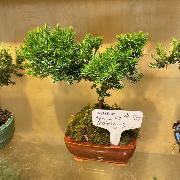 Bonsai Art Gallery Heartland Village New York, NY