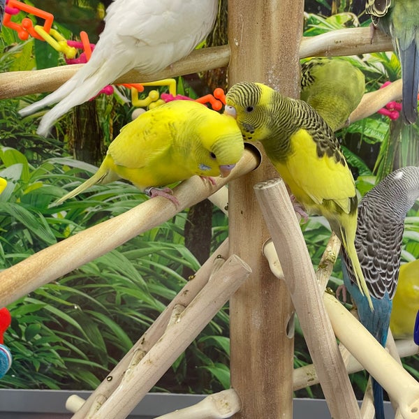 petco 3rd avenue brooklyn