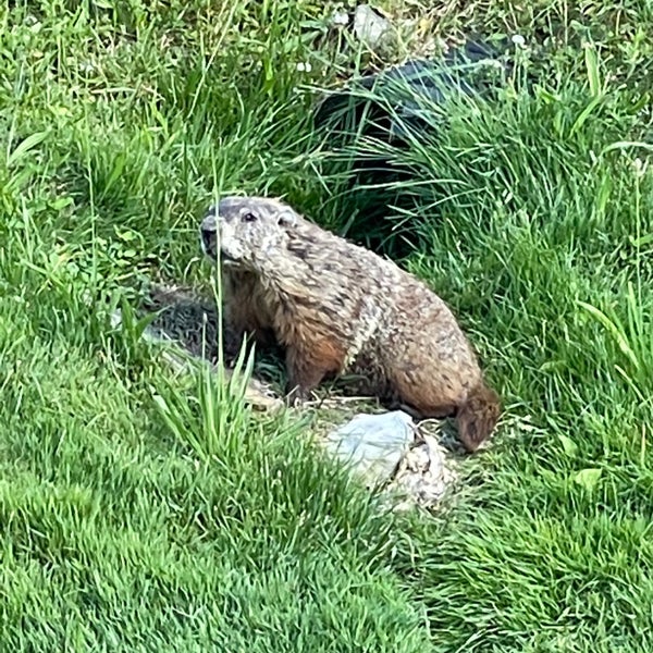 the place is crawling with groundhogs