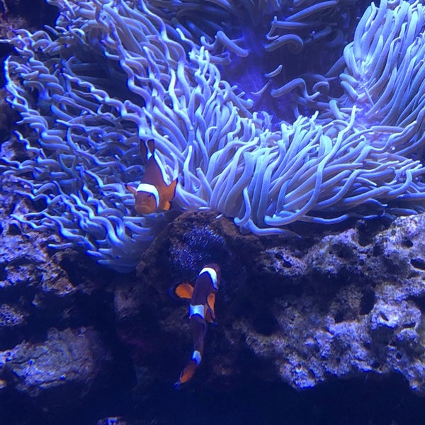 Foto diambil di Waikiki Aquarium oleh Nate F. pada 2/21/2020